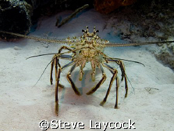 Carribean spiny lobster - great view by Steve Laycock 